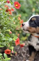 Honey, a female Bernese Mountain Dog for sale in Melvern, KS – 7 of 9