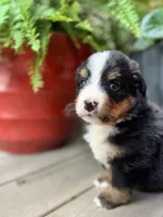 Robin, a female Bernese Mountain Dog for sale in Melvern, KS – 6 of 8