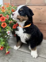 Flint, a male Bernese Mountain Dog for sale in Melvern, KS – 2 of 7