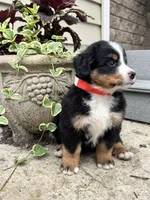 Robin, a female Bernese Mountain Dog for sale in Melvern, KS – 3 of 8