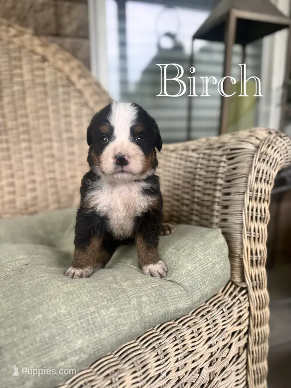 Birch – Bernese Mountain Dog puppy for sale in Melvern, KS