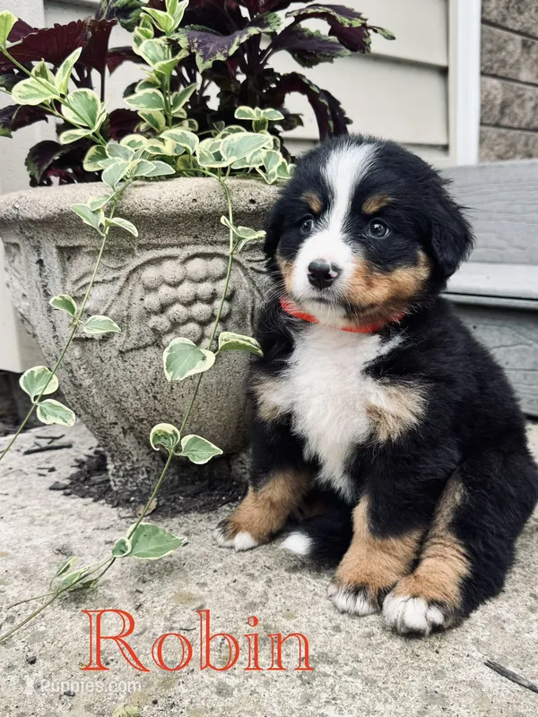 Robin – Bernese Mountain Dog puppy for sale in Melvern, KS