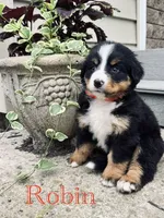 Robin, a female Bernese Mountain Dog for sale in Melvern, KS – 1 of 8
