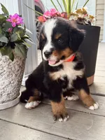 Twig, a male Bernese Mountain Dog for sale in Melvern, KS – 3 of 8