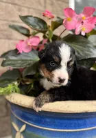 Willow, a female Bernese Mountain Dog for sale in Melvern, KS – 3 of 6