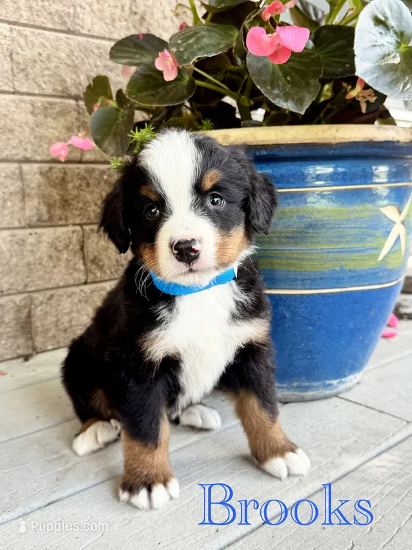 Brooks – Bernese Mountain Dog puppy for sale in Melvern, KS