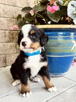 Brooks, a male Bernese Mountain Dog for sale in Melvern, KS – 3 of 7