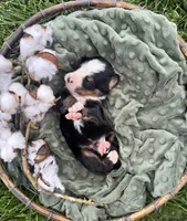 Sunny, a male Bernese Mountain Dog for sale in Melvern, KS – Photo 2 of 3