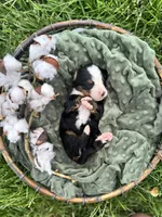 Sunny, a male Bernese Mountain Dog for sale in Melvern, KS – Photo 3 of 3