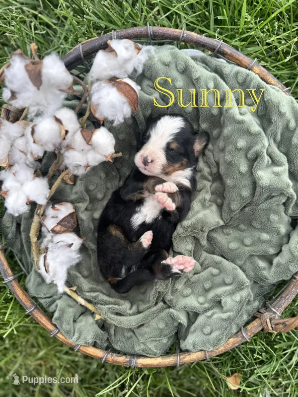 Sunny – Bernese Mountain Dog puppy for sale in Melvern, KS