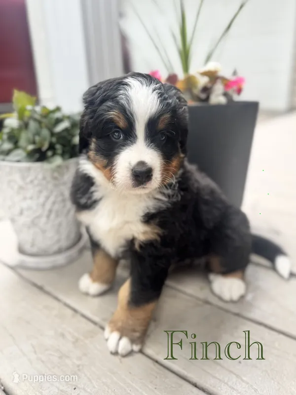 Finch – Bernese Mountain Dog puppy for sale in Melvern, KS