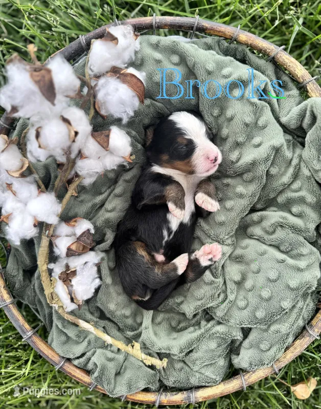 Brooks – Bernese Mountain Dog puppy for sale in Melvern, KS