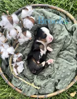 Brooks, a male Bernese Mountain Dog for sale in Melvern, KS – Photo 1 of 2