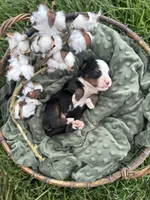 Brooks, a male Bernese Mountain Dog for sale in Melvern, KS – Photo 2 of 2