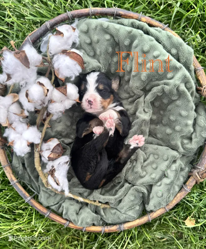 Flint – Bernese Mountain Dog puppy for sale in Melvern, KS