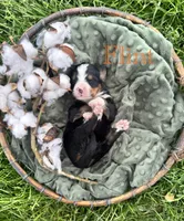 Flint, a male Bernese Mountain Dog for sale in Melvern, KS – Photo 1 of 3