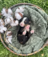 Flint, a male Bernese Mountain Dog for sale in Melvern, KS – Photo 2 of 3