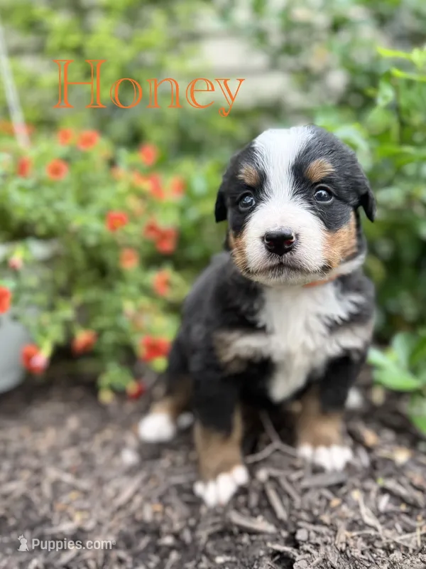 Honey – Bernese Mountain Dog puppy for sale in Melvern, KS