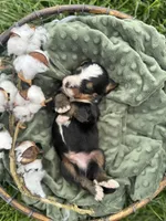 Twig, a male Bernese Mountain Dog for sale in Melvern, KS – Photo 2 of 3