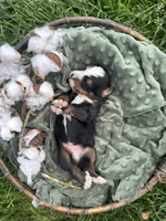 Twig, a male Bernese Mountain Dog for sale in Melvern, KS – Photo 3 of 3