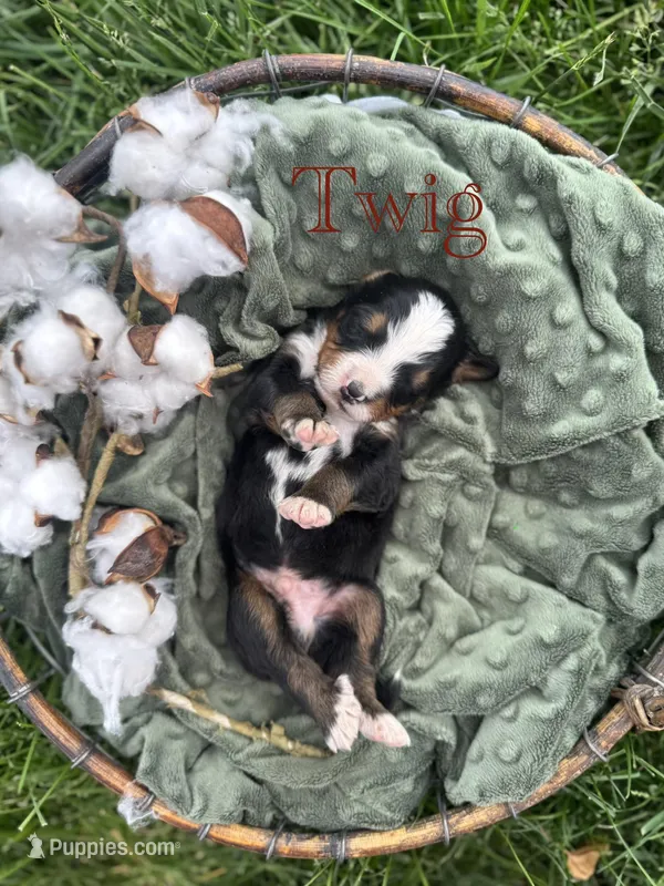 Twig – Bernese Mountain Dog puppy for sale in Melvern, KS