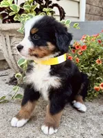 Sunny, a male Bernese Mountain Dog for sale in Melvern, KS – 3 of 7