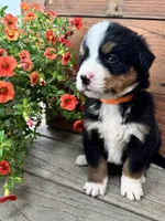 Flint, a male Bernese Mountain Dog for sale in Melvern, KS – 4 of 7