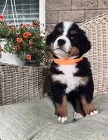 Honey, a female Bernese Mountain Dog for sale in Melvern, KS – 4 of 9