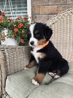 Honey, a female Bernese Mountain Dog for sale in Melvern, KS – 2 of 9
