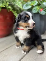 Robin, a female Bernese Mountain Dog for sale in Melvern, KS – 7 of 8