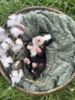 Birch, a male Bernese Mountain Dog for sale in Melvern, KS – Photo 2 of 3