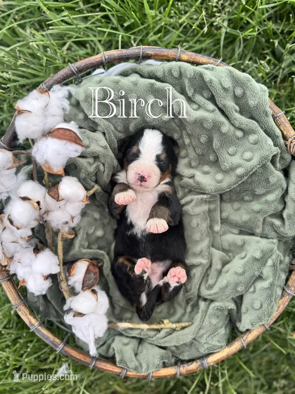 Birch – Bernese Mountain Dog puppy for sale in Melvern, KS