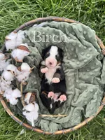 Birch, a male Bernese Mountain Dog for sale in Melvern, KS – Photo 1 of 3