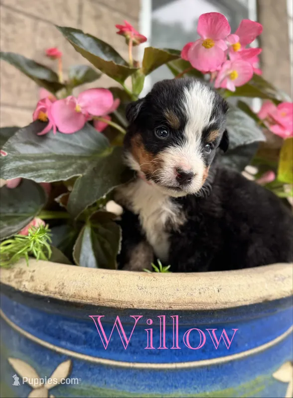 Willow – Bernese Mountain Dog puppy for sale in Melvern, KS