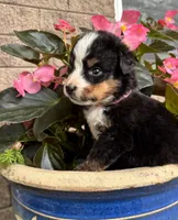 Willow, a female Bernese Mountain Dog for sale in Melvern, KS – 5 of 6