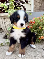 Sunny, a male Bernese Mountain Dog for sale in Melvern, KS – 2 of 7