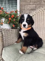Honey, a female Bernese Mountain Dog for sale in Melvern, KS – 1 of 9