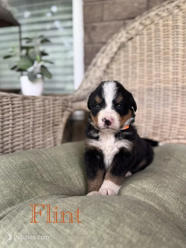 Flint – Bernese Mountain Dog puppy for sale in Melvern, KS