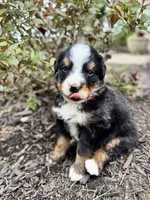 Twig, a male Bernese Mountain Dog for sale in Melvern, KS – 6 of 8