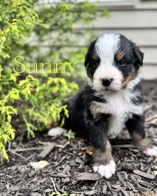 Sunny – Bernese Mountain Dog puppy for sale in Melvern, KS