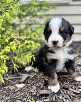 Sunny, a male Bernese Mountain Dog for sale in Melvern, KS – 4 of 7