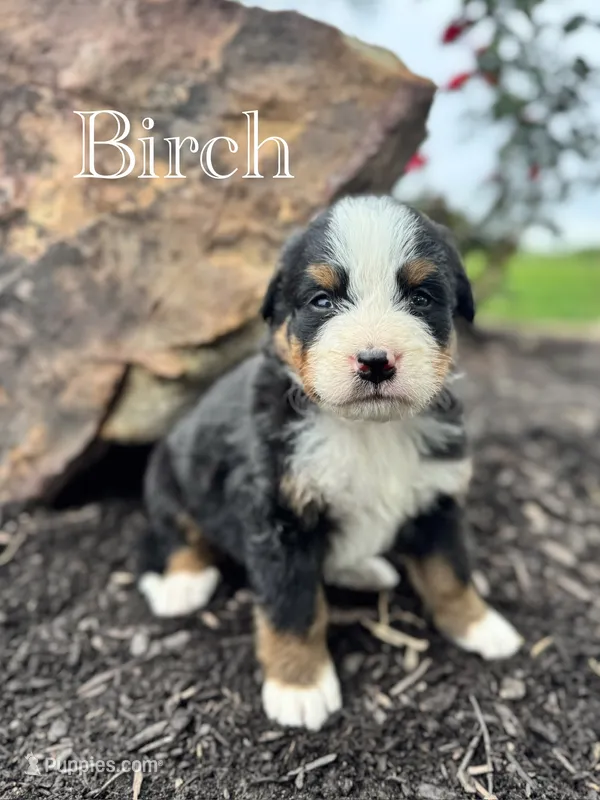 Birch – Bernese Mountain Dog puppy for sale in Melvern, KS