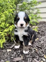 Sunny, a male Bernese Mountain Dog for sale in Melvern, KS – 6 of 7