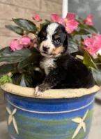 Willow, a female Bernese Mountain Dog for sale in Melvern, KS – 2 of 6