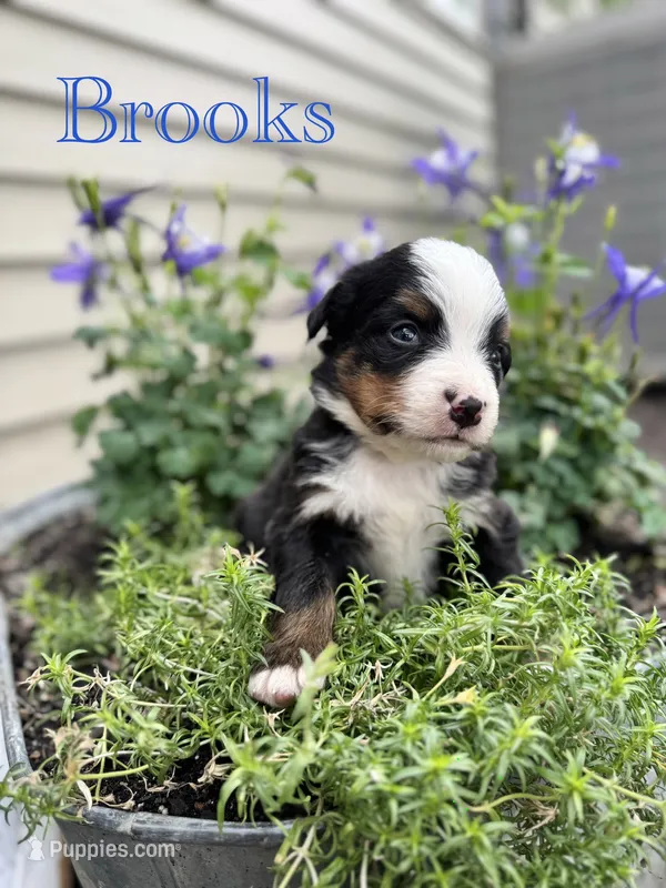 Brooks – Bernese Mountain Dog puppy for sale in Melvern, KS
