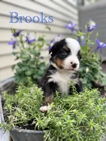 Brooks, a male Bernese Mountain Dog for sale in Melvern, KS – 4 of 7