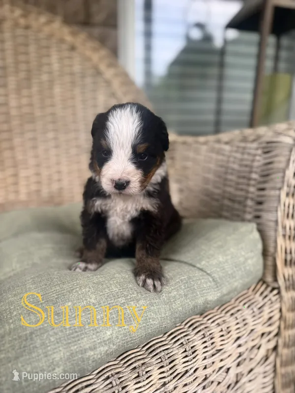 Sunny – Bernese Mountain Dog puppy for sale in Melvern, KS