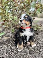Twig, a male Bernese Mountain Dog for sale in Melvern, KS – 7 of 8