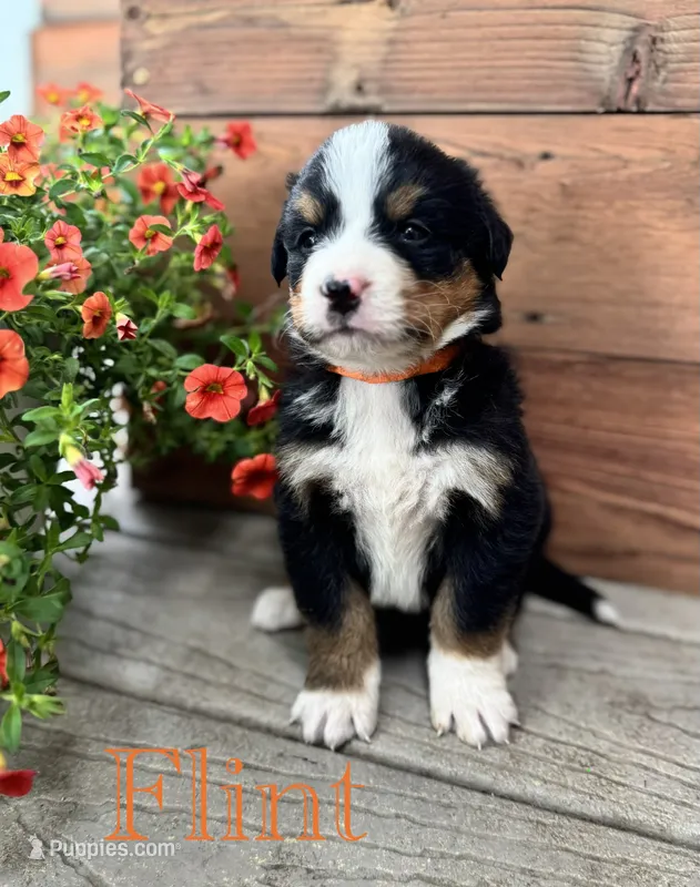 Flint – Bernese Mountain Dog puppy for sale in Melvern, KS
