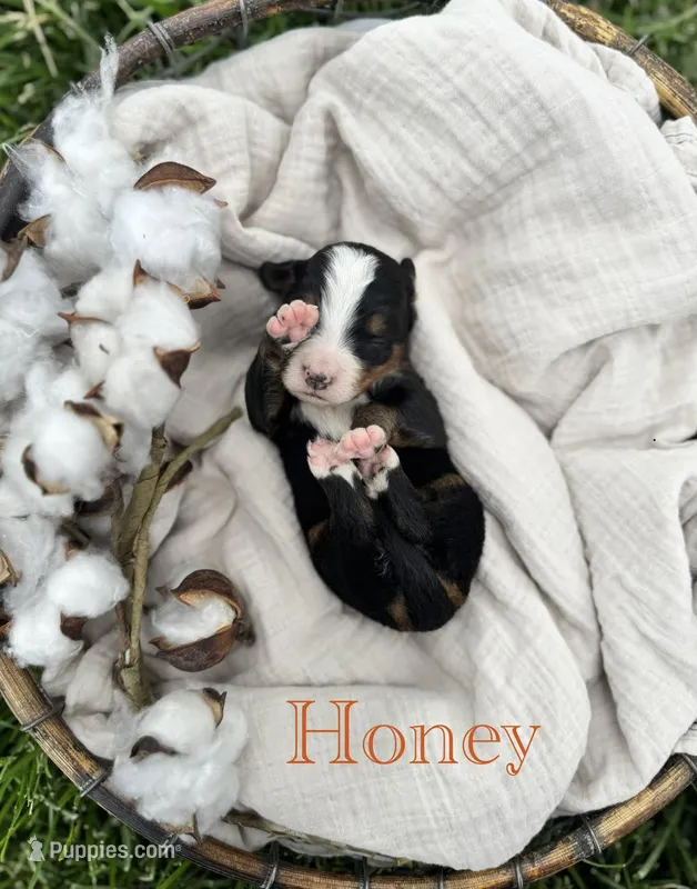 Honey, a female Bernese Mountain Dog for sale in Melvern, KS – Photo 1 of 1